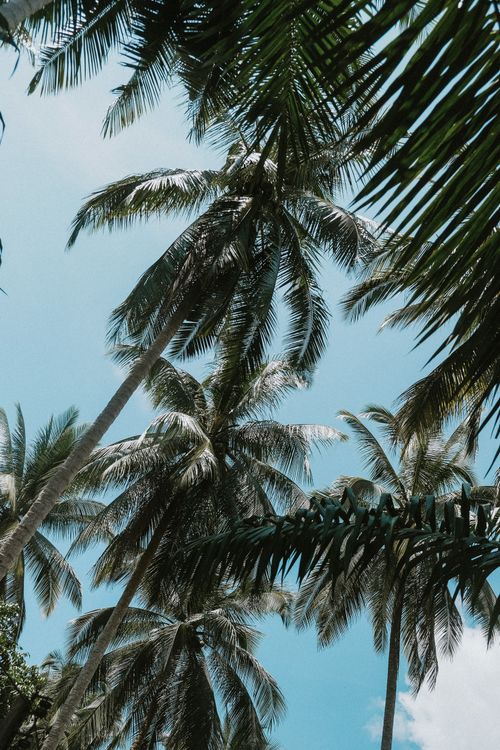 Free Tall palm trees under a clear blue sky, creating a tranquil tropical scene. Stock Photo