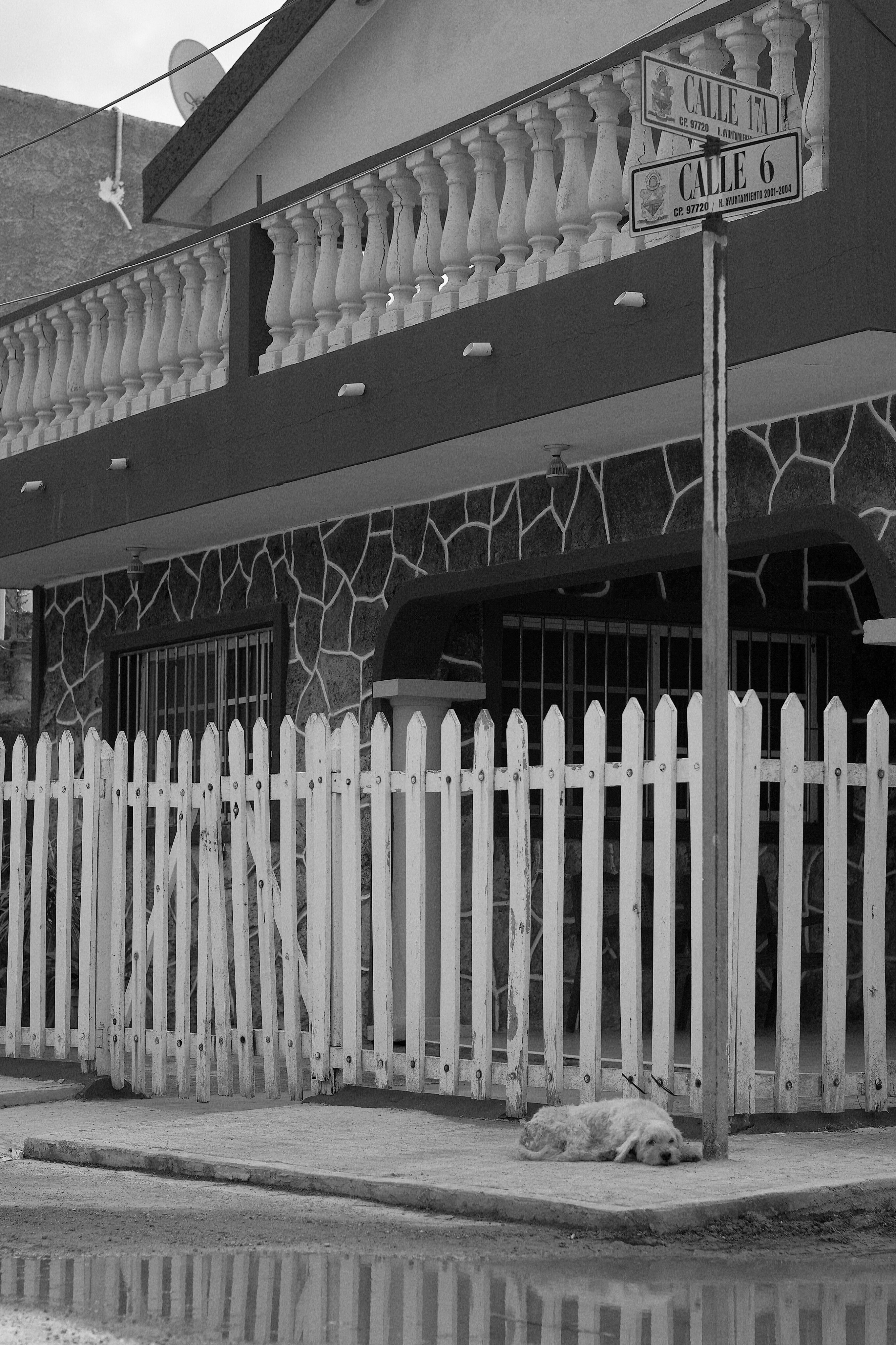 Fotomural Escena callejera urbana en blanco y negro con un perro descansando junto a una valla blanca.