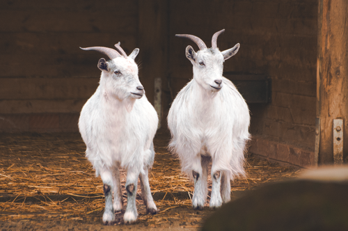 Free Two white goats standing together inside a rustic barn. Stock Photo