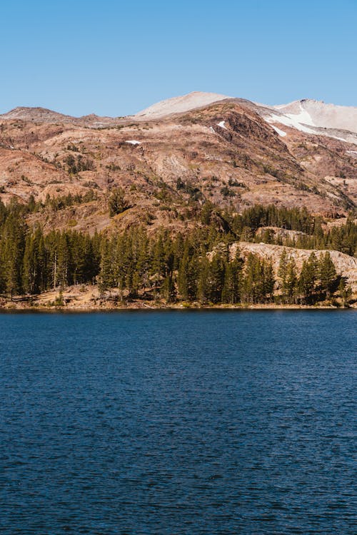 Pine Trees On The Foot Of The Mountain Beside Calm Body of Water