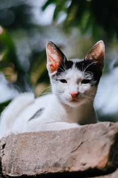 A black and white cat relaxing outdoors in Gazipur, Bangladesh, showcasing its calm demeanor.