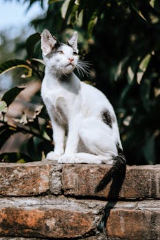 A cute white and black cat perches on a brick wall in Gazipur, Bangladesh, enjoying the sunlight.