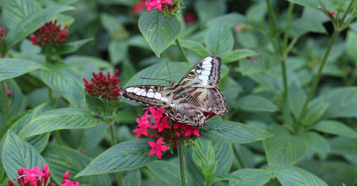 Close-up of a detailed butterfly resting on vivid pink flowers, surrounded by lush green leaves.