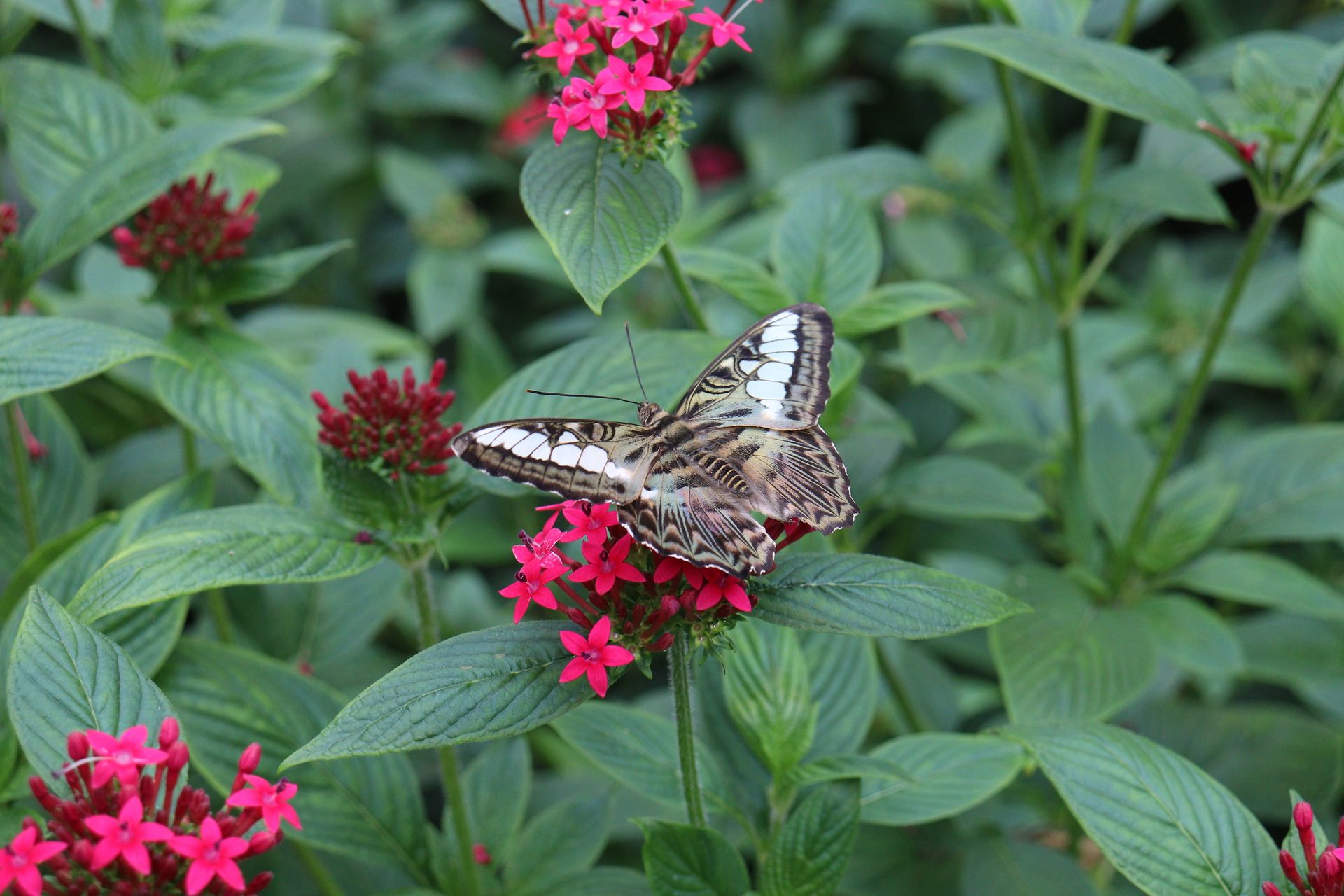 Close-up of a detailed butterfly resting on vivid pink flowers, surrounded by lush green leaves.