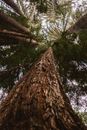 Low Angle Photography of Conifer Trees
