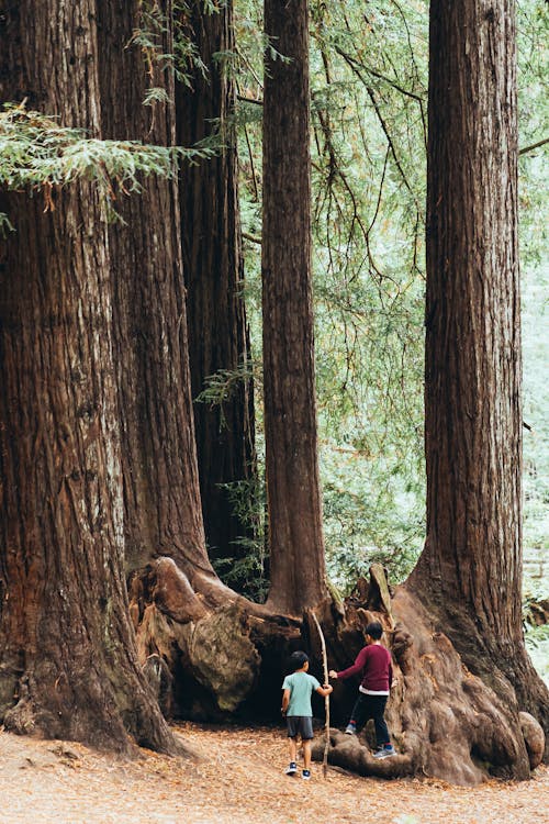 Two Children Under Giant Sequoia Trees In The Woods