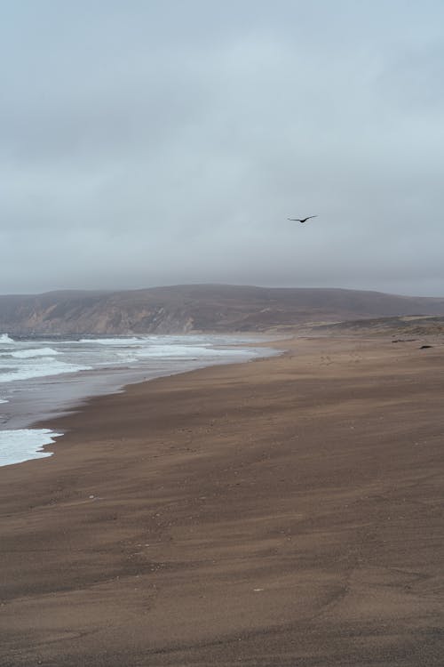 Um Pássaro Voando Sobre A Praia Sob Nuvens Brancas