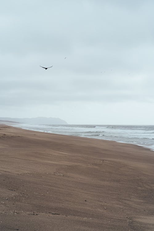 Bird Flying Over Sandy Beach Of The Blue Sea Under Gray Sky
