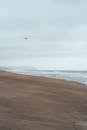 一个宁静的沙滩上有一只鸟在阴天下飞行，捕捉一个宁静的海滨时刻