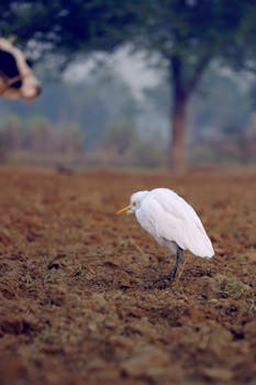 Close-up of a white egret standing alone in an earthy outdoor setting with blurred background.