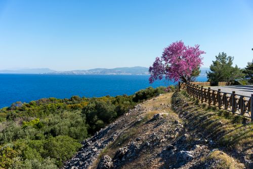 Free A picturesque coastal landscape featuring a vibrant pink tree overlooking the sea. Stock Photo