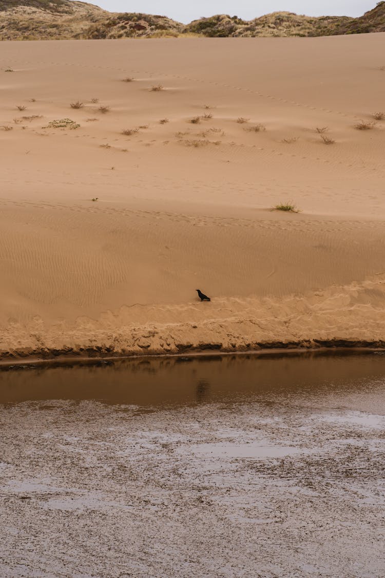 Lone Bird On Brown Sandy Banks Close To The River