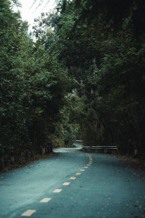 Free Curved forest road surrounded by lush greenery under a cloudy sky, perfect for a scenic drive. Stock Photo