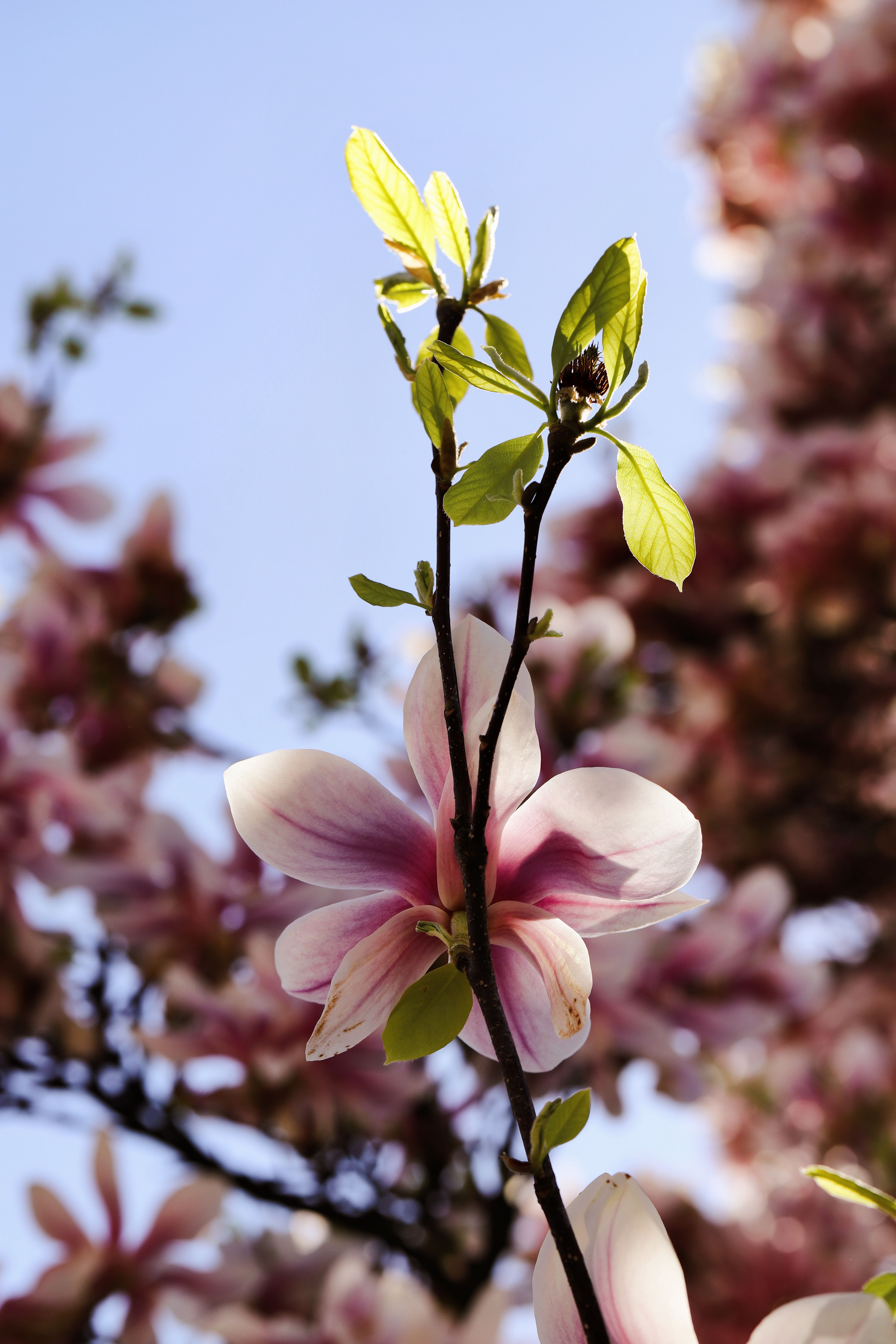 Beautiful Spring Magnolia Blossom Close-Up · Free Stock Photo