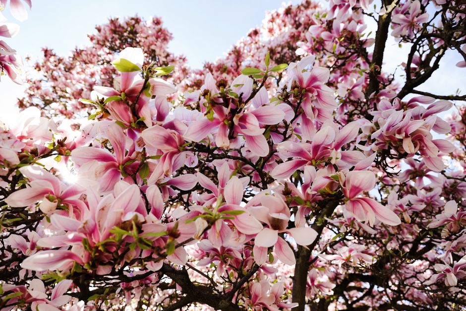Beautiful pink magnolia flowers blooming on tree branches during spring.