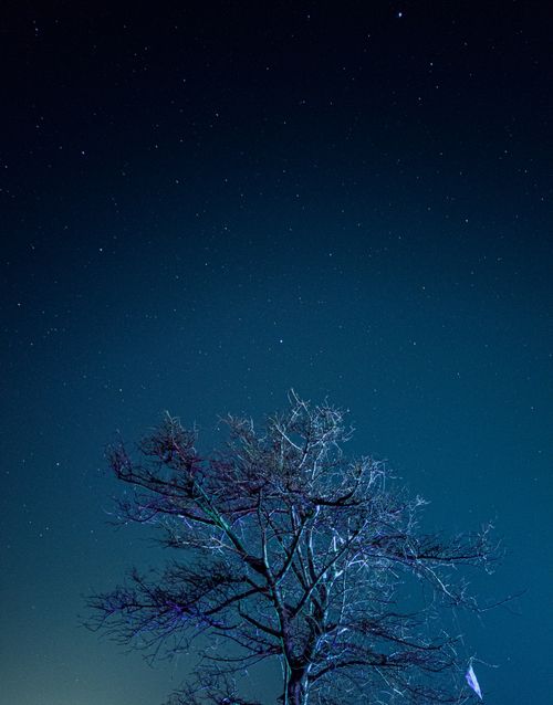 Free A captivating image of a starry night sky with a silhouette of a bare tree, creating a serene and tranquil scene. Stock Photo
