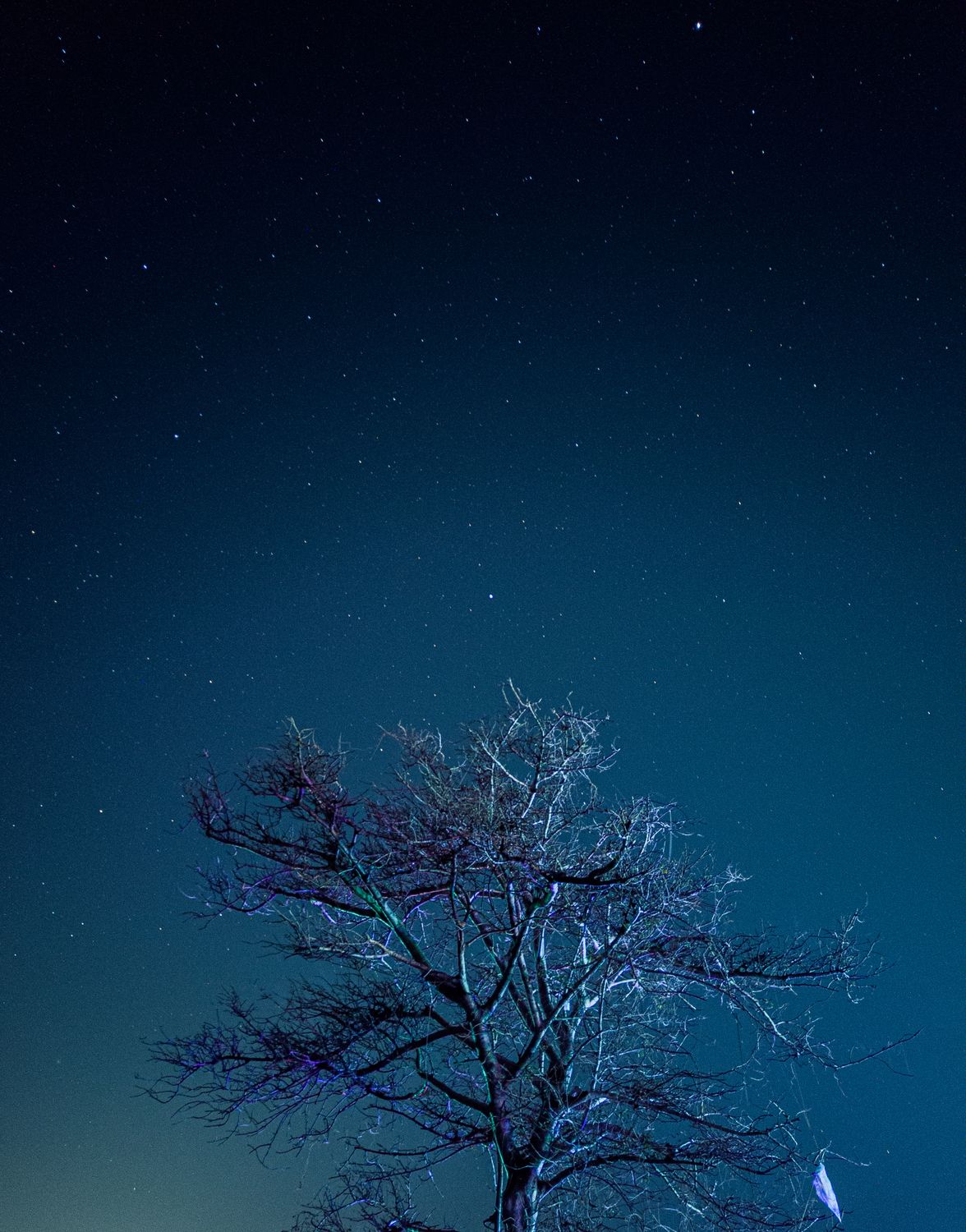 Starry Night Sky with Bare Tree Silhouette · Free Stock Photo