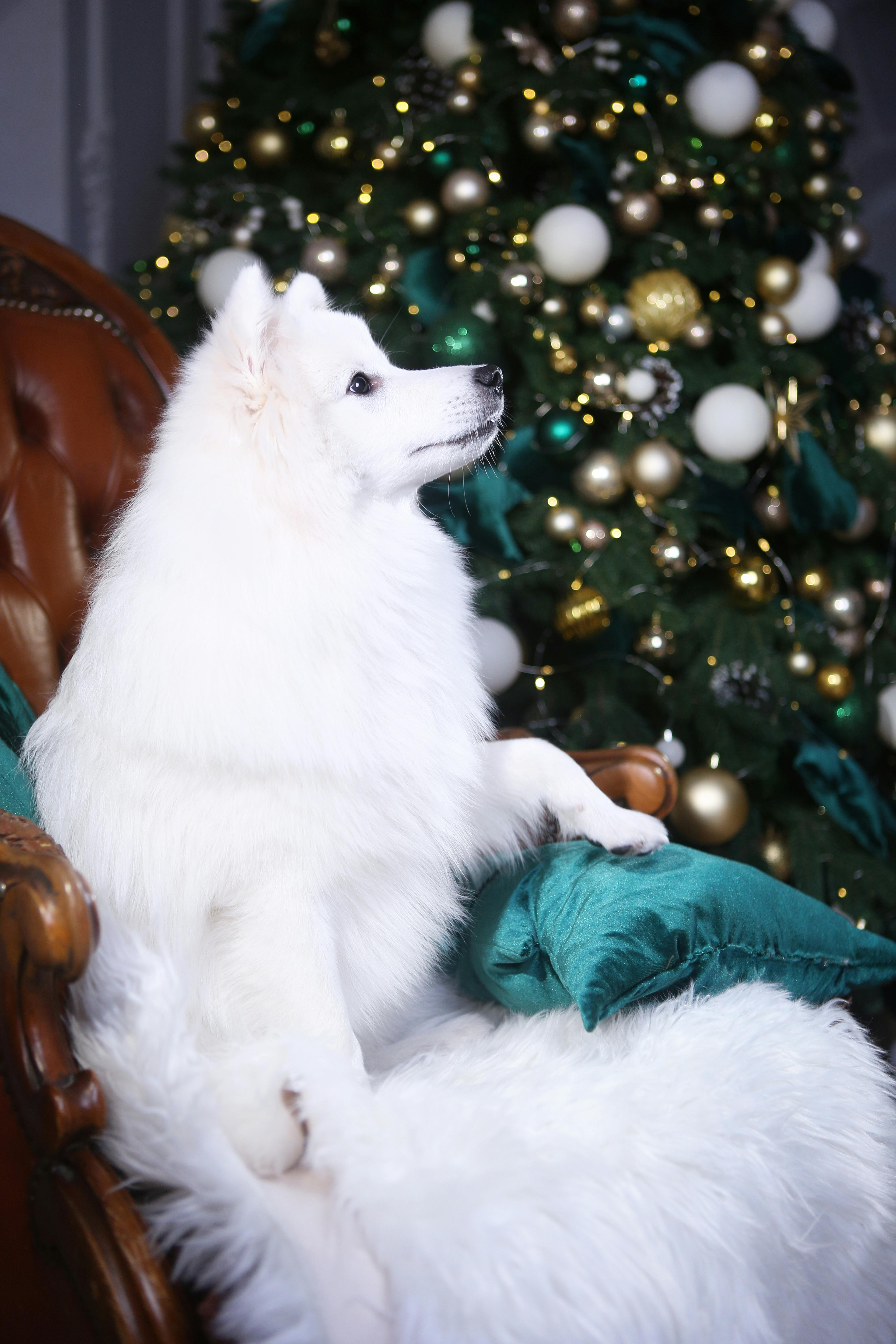 A Tree In A Forest A Collection Of Ajahn Chah S Similes