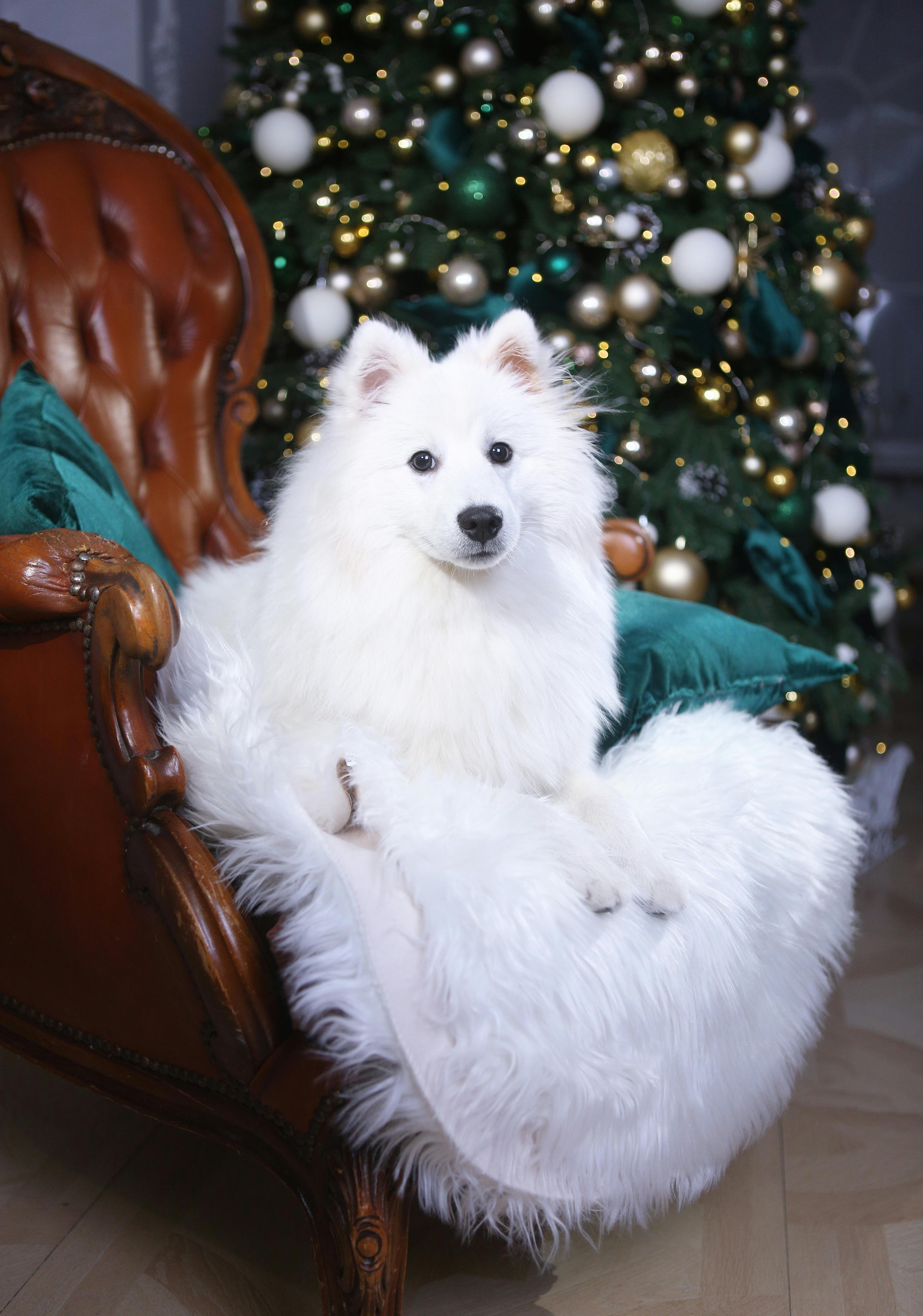 A Tree In A Forest A Collection Of Ajahn Chah S Similes