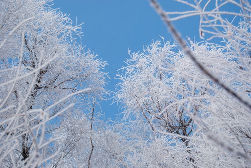 Free Snow capped trees with a bright blue sky in Harbin, capturing winter's serene beauty. Stock Photo