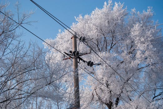 Winter scene of frosty trees and power lines under a clear blue sky in Harbin, China.