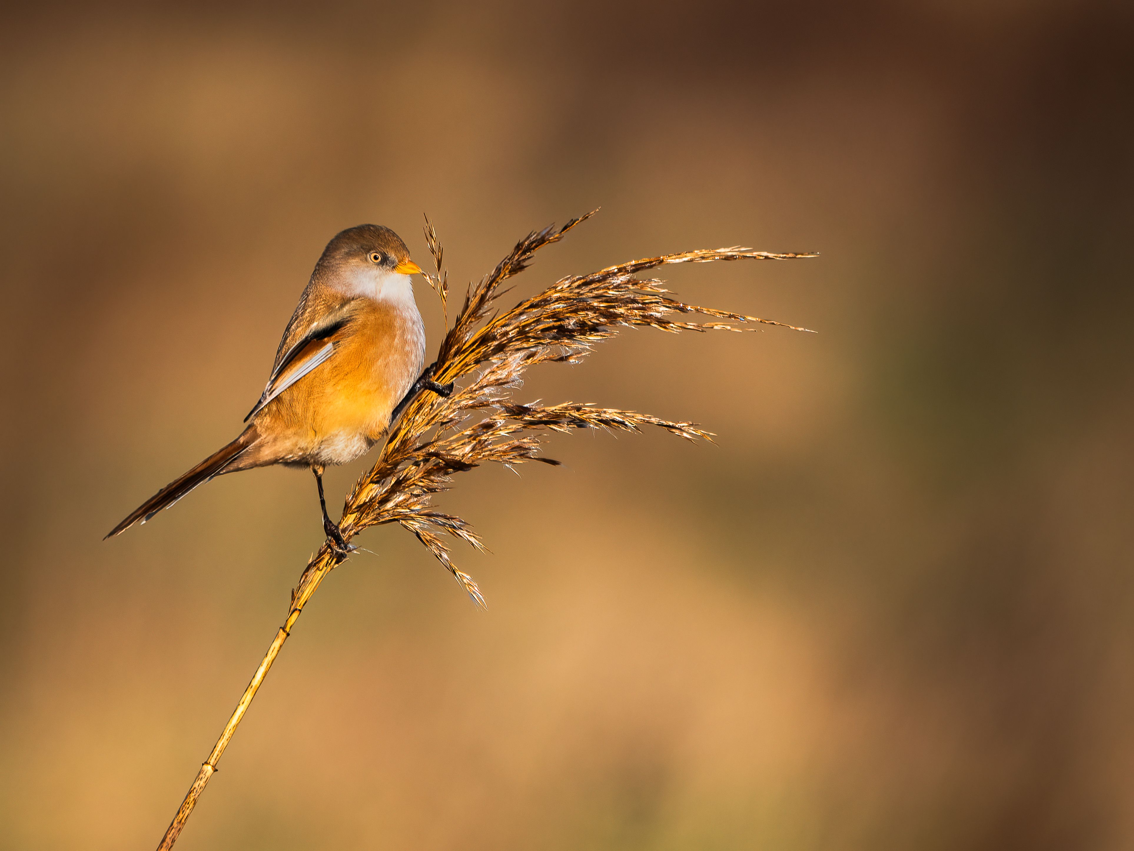 Bearded Reedling Perched on Reed in Golden Light · Free Stock Photo