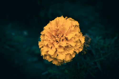Free Bright and detailed close-up of a marigold flower with a dark contrasting background. Stock Photo