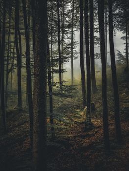 An enchanting forest in autumn, Schwangau, Germany, with morning mist creating a magical atmosphere.