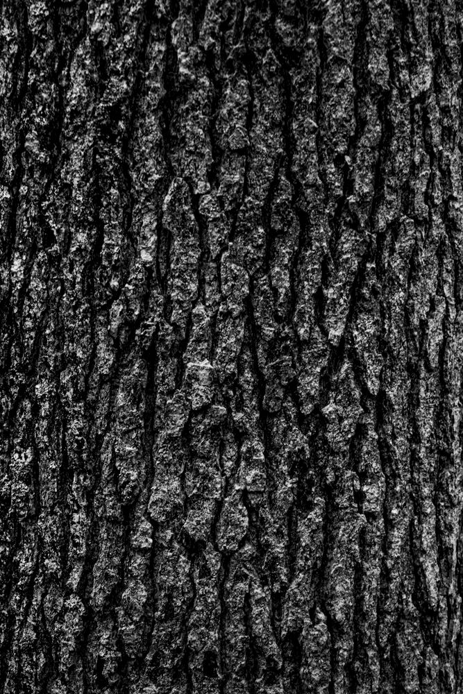 Tree Textures Photos, Download The BEST Free Tree Textures Stock Photos ...