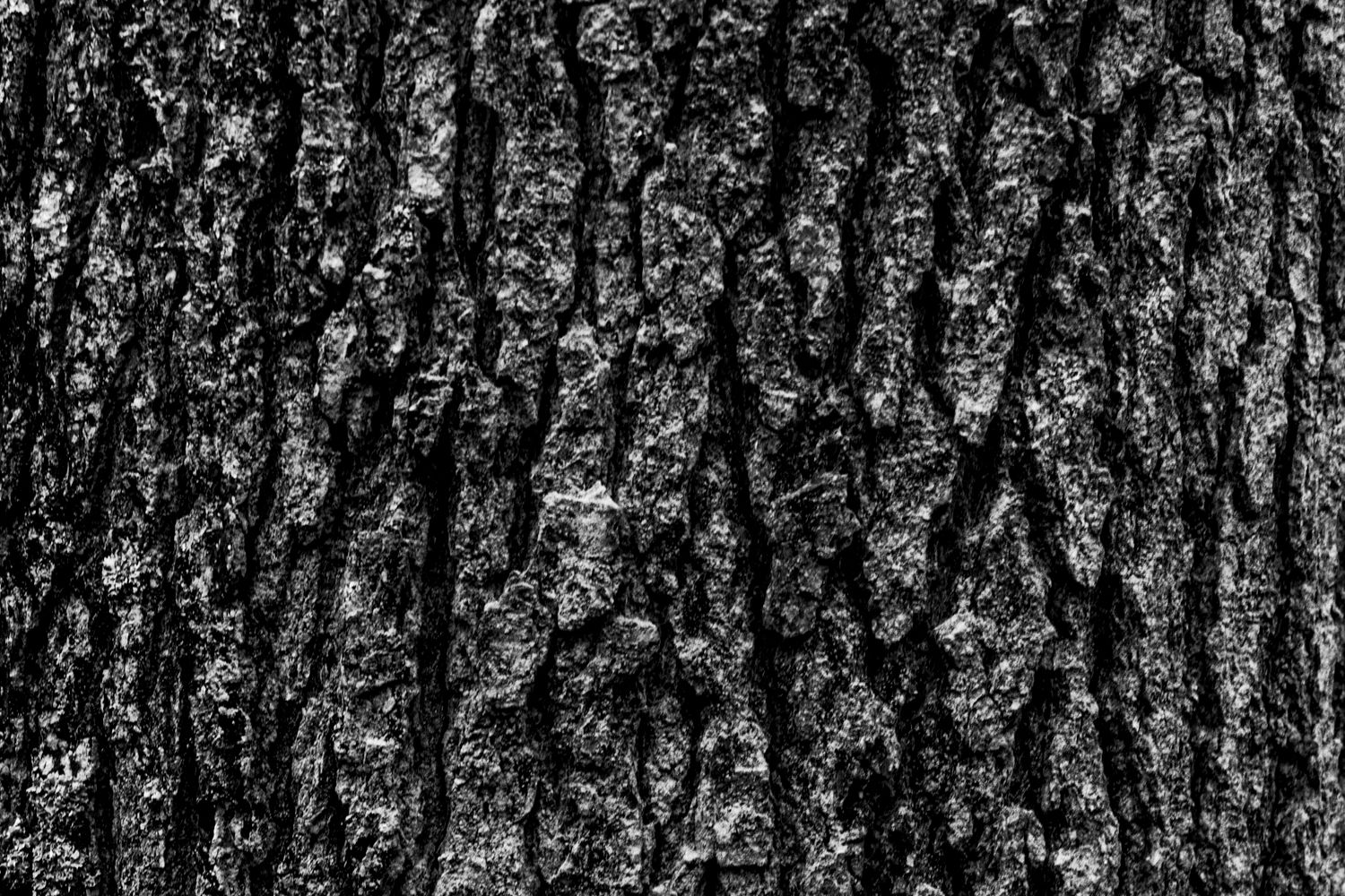 Treees Texture Tree Textures Photos, Download The BEST Free Tree Textures Stock Photos ...