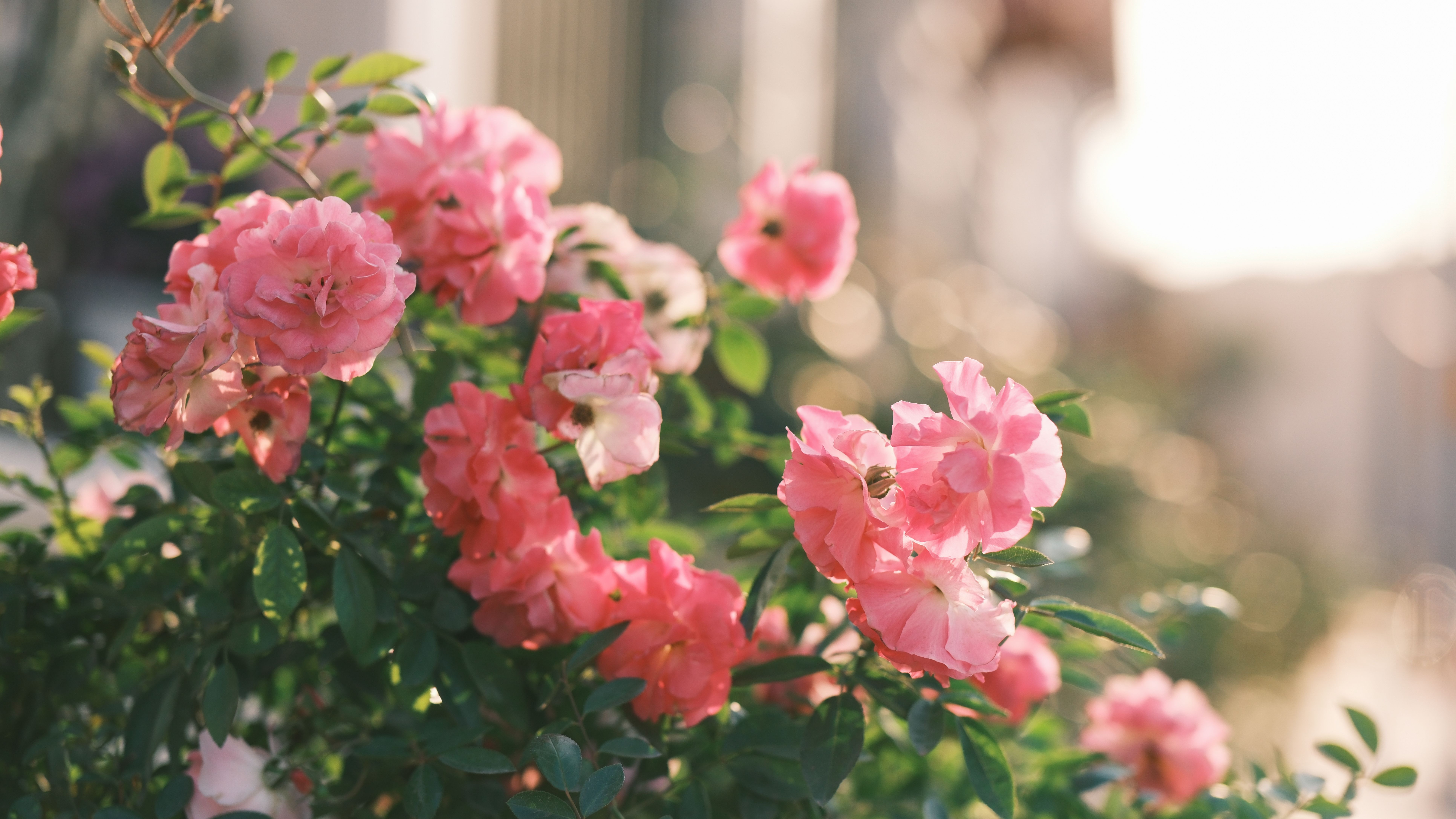 Vibrant Pink Roses in Sunlit Garden · Free Stock Photo
