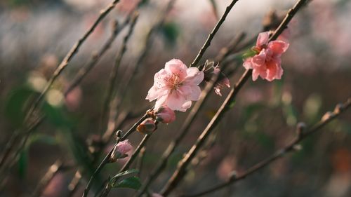 Free Beautiful pink cherry blossom flowers blooming in springtime sunlight. Stock Photo