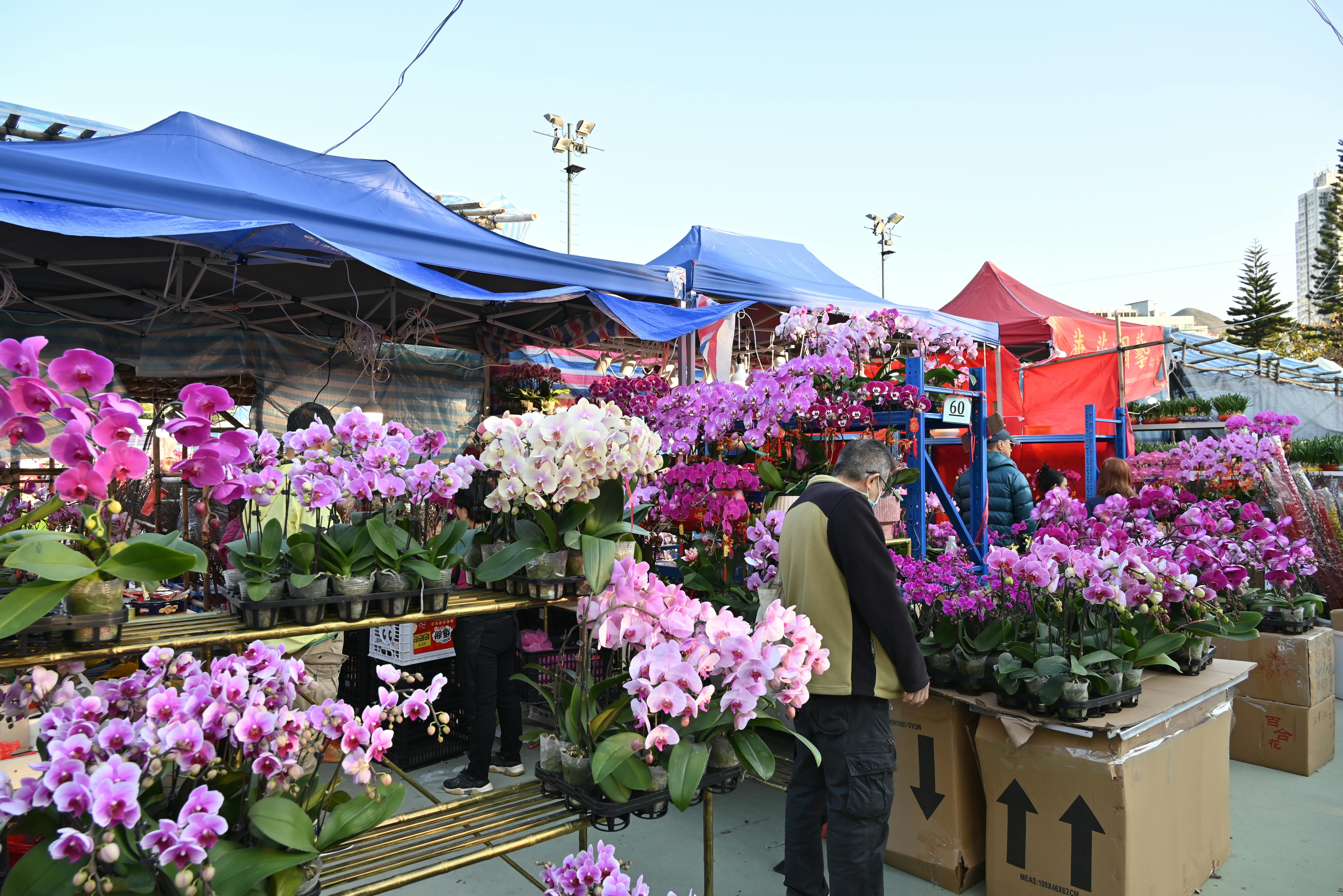 2026台灣國際蘭展盛大開幕，綻放多樣蘭花之美