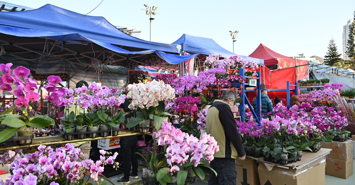 2026台灣國際蘭展盛大開幕,綻放多樣蘭花之美