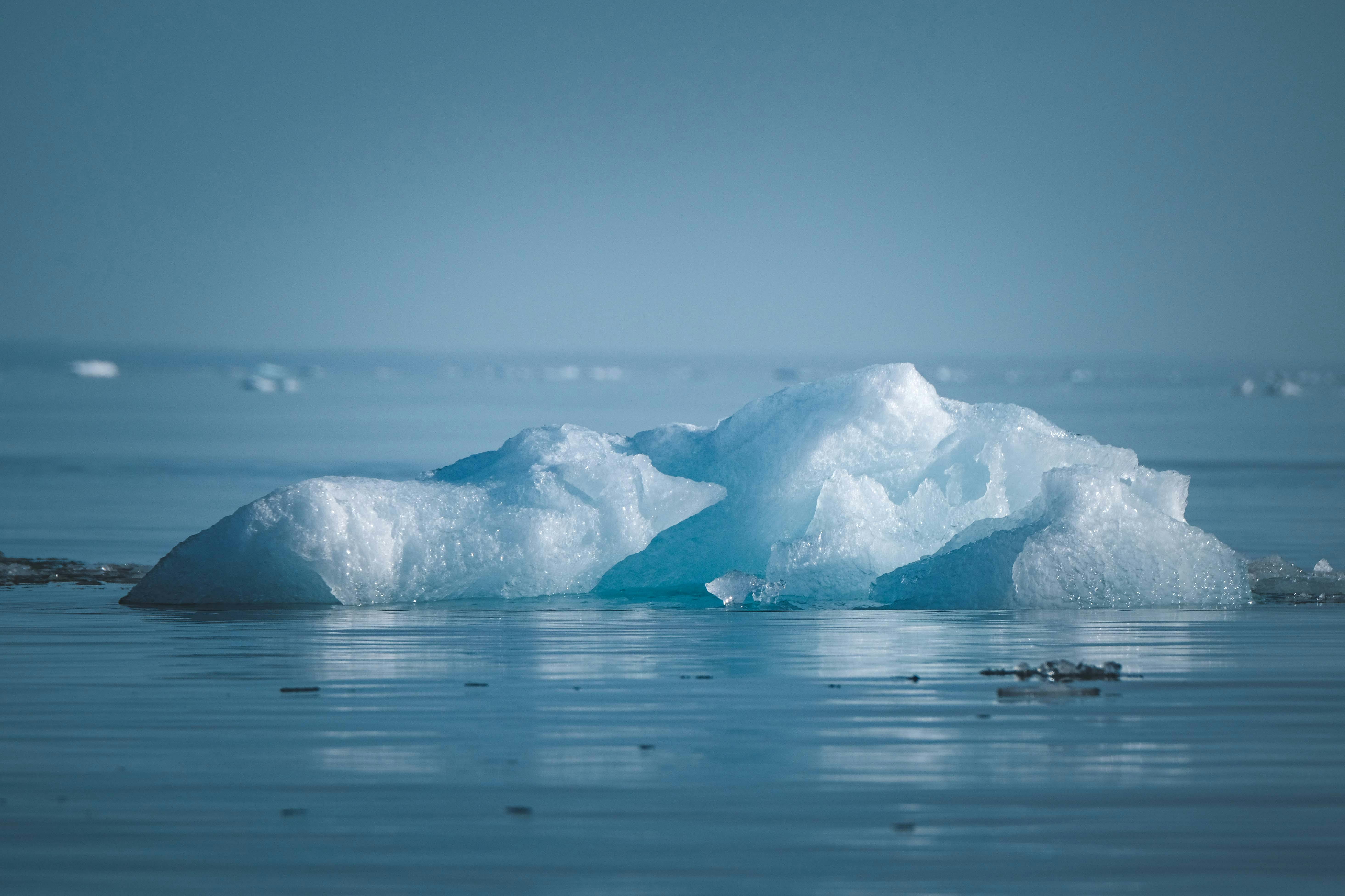 prolifération sargasses causes