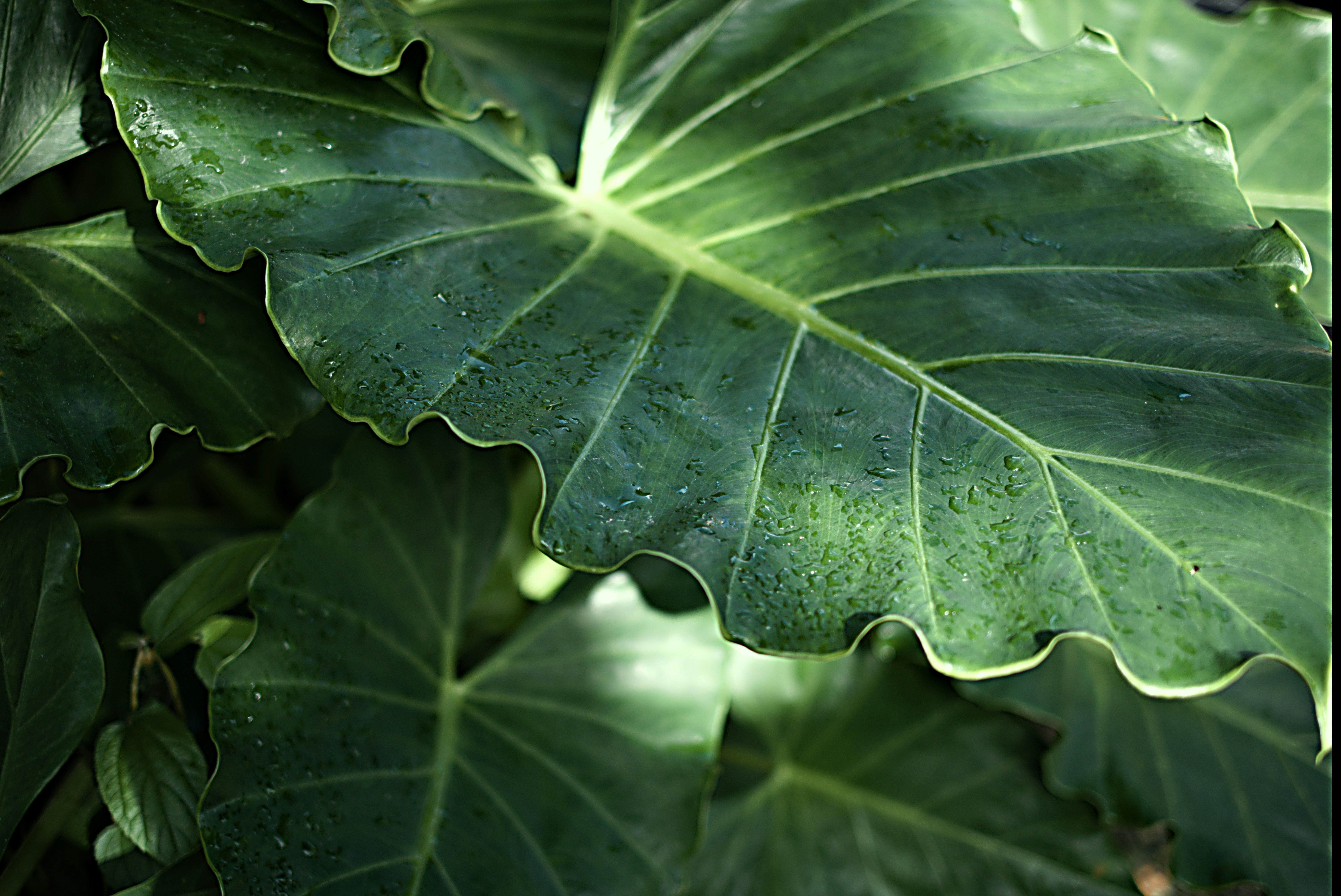 Detailed close-up of lush green tropical leaves with dew drops.