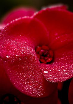 Macro photo of a bright red flower covered in dew drops, showcasing vibrant colors and details.