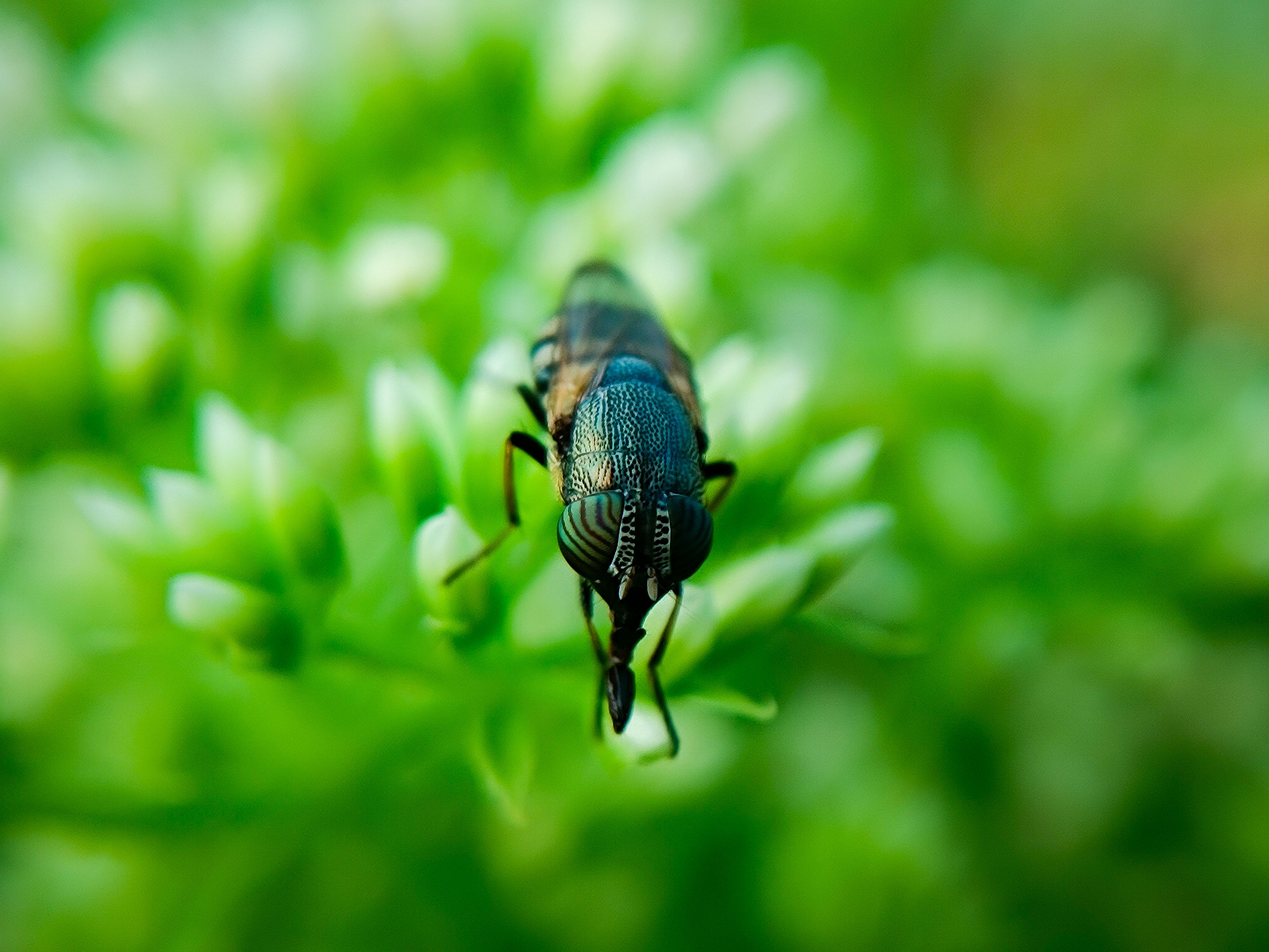 Macro Photography of Insect on Leaf · Free Stock Photo