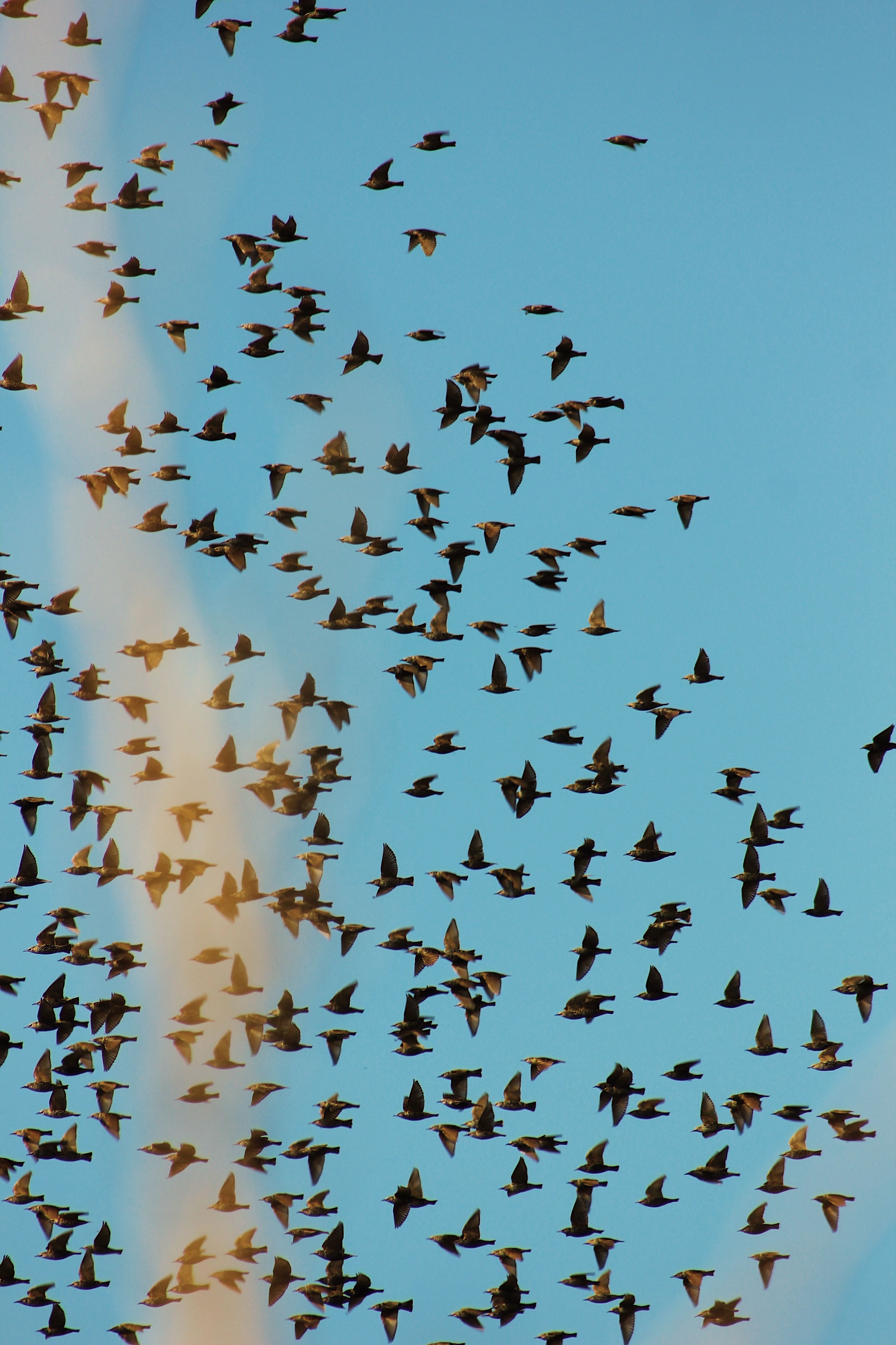 How Social Brains Help Animal Groups Quickly Escape from Predators