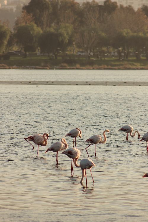 Free Group of flamingos wading in a calm lake with a natural background during the day. Stock Photo