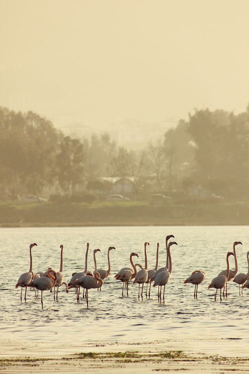Free A peaceful scene of flamingos wading in a lake with a calming dusk backdrop transforming the atmosphere. Stock Photo
