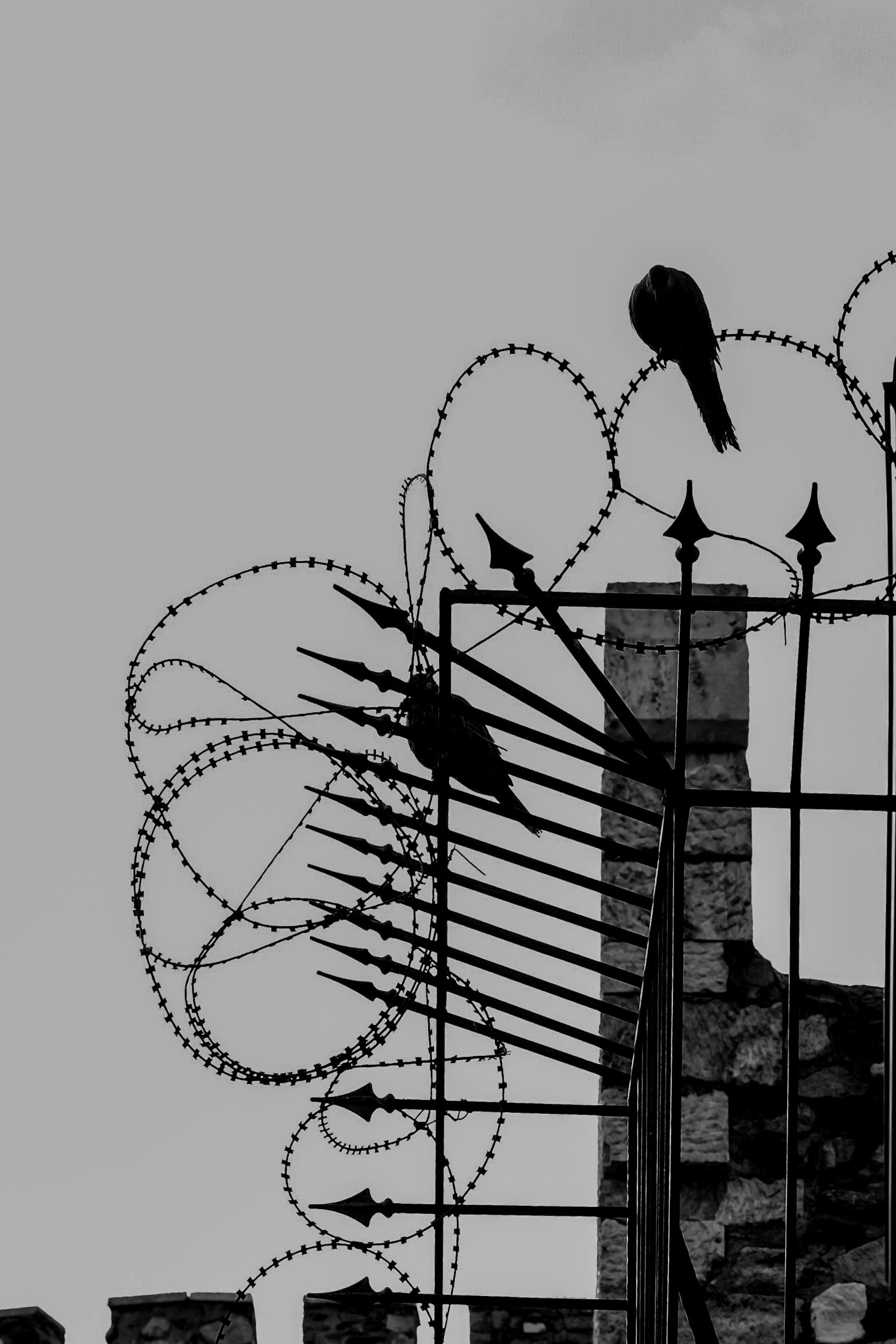 gratis Zwart-wit silhouet van vogels die op ingewikkeld ijzerwerk zitten en zich aftekenen tegen de lucht. Stockfoto