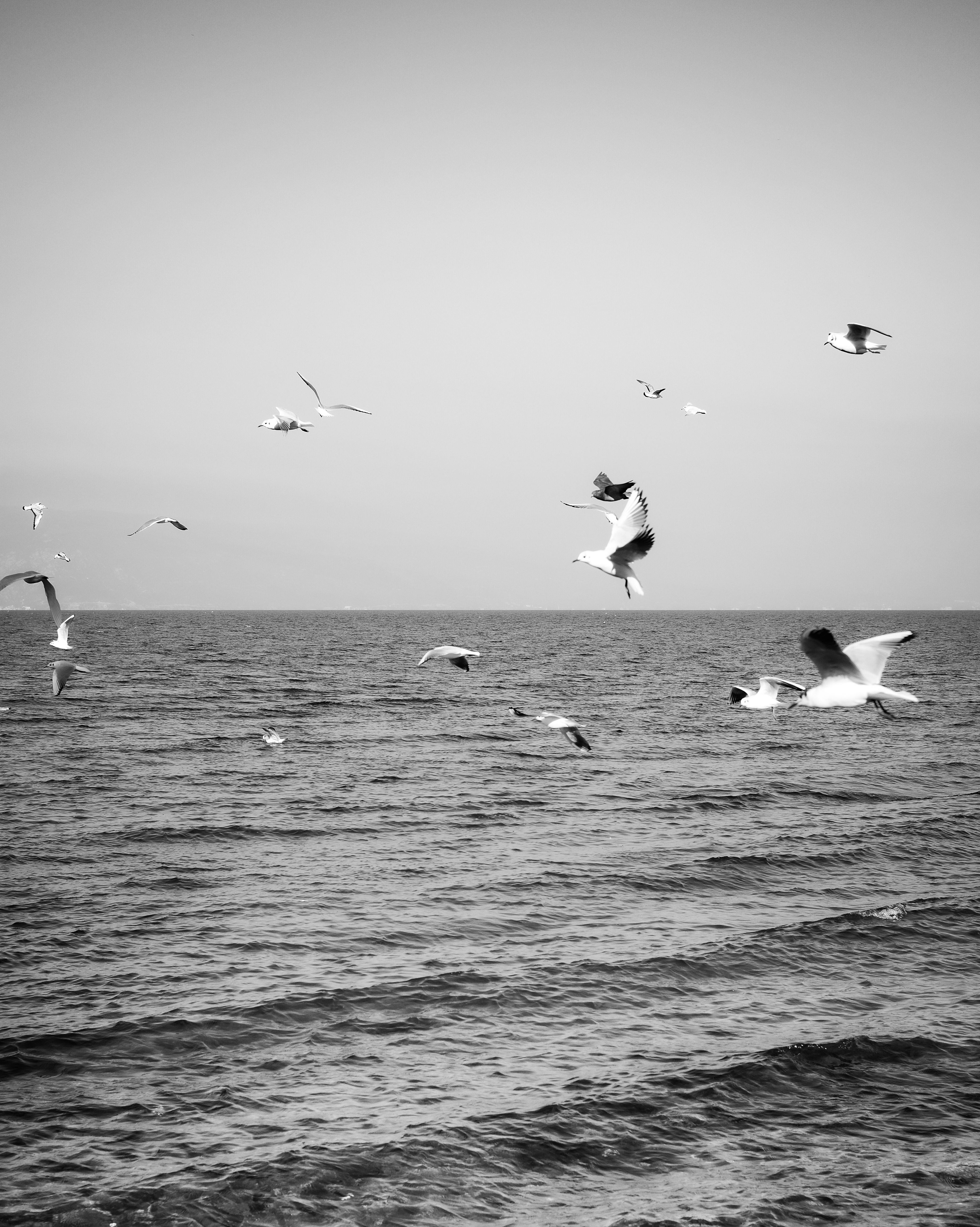 Black and White Seagulls Over Ocean Scene · Free Stock Photo