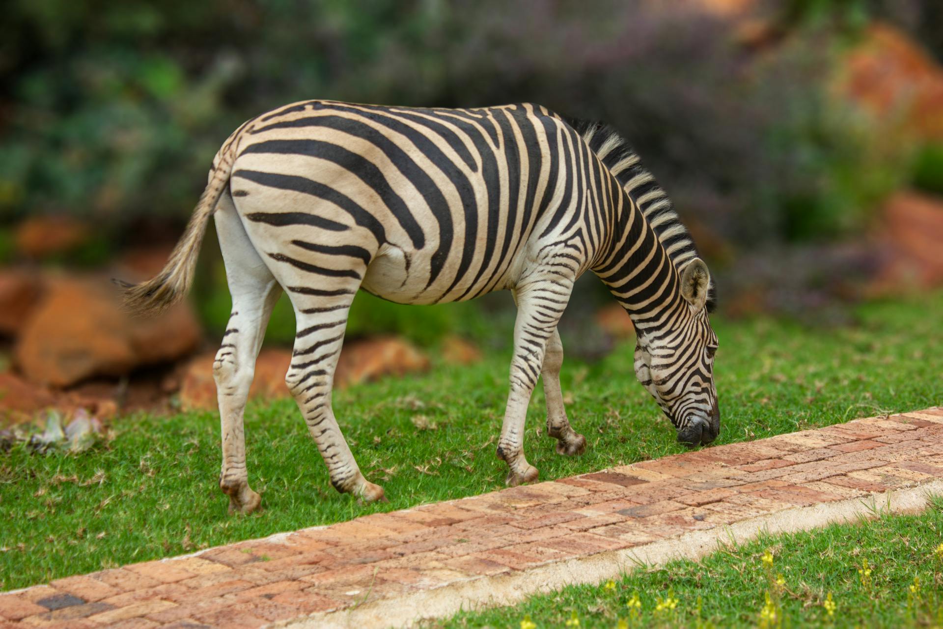 A close-up shot of a zebra grazing on grass in Harare, Zimbabwe park.