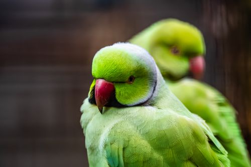 Free Vivid image of green parakeets capturing their graceful charm. Stock Photo