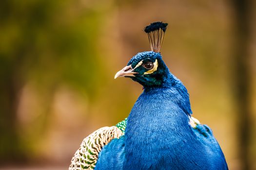 peacock photo