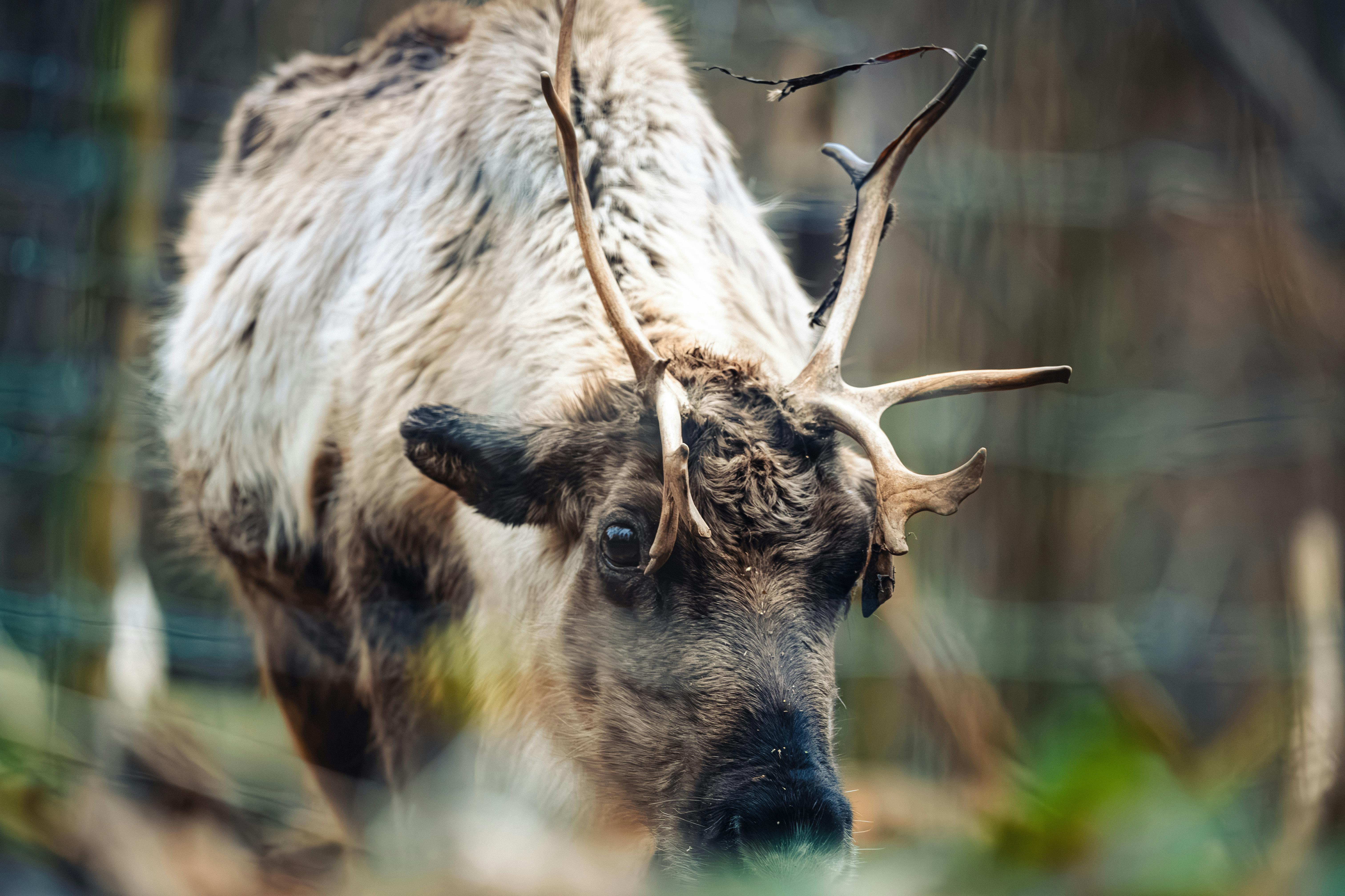 grátis Imagem detalhada de uma rena com chifres ao ar livre em Liubliana, Eslovênia. Foto profissional
