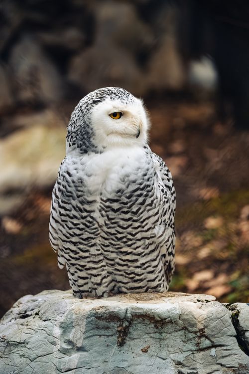 Free A snowy owl perched on a rock in a natural setting, showcasing its majestic plumage. Stock Photo