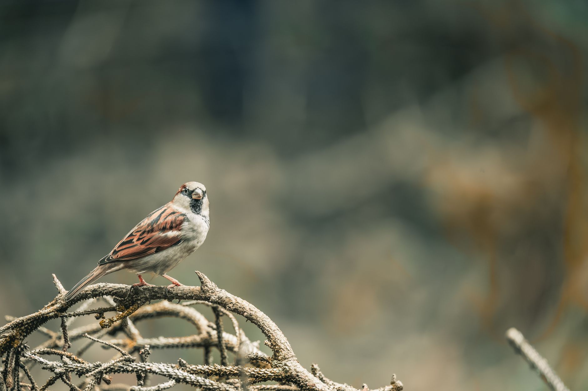 A sparrow sitting on a branch, showcasing natural wildlife in the outdoors.