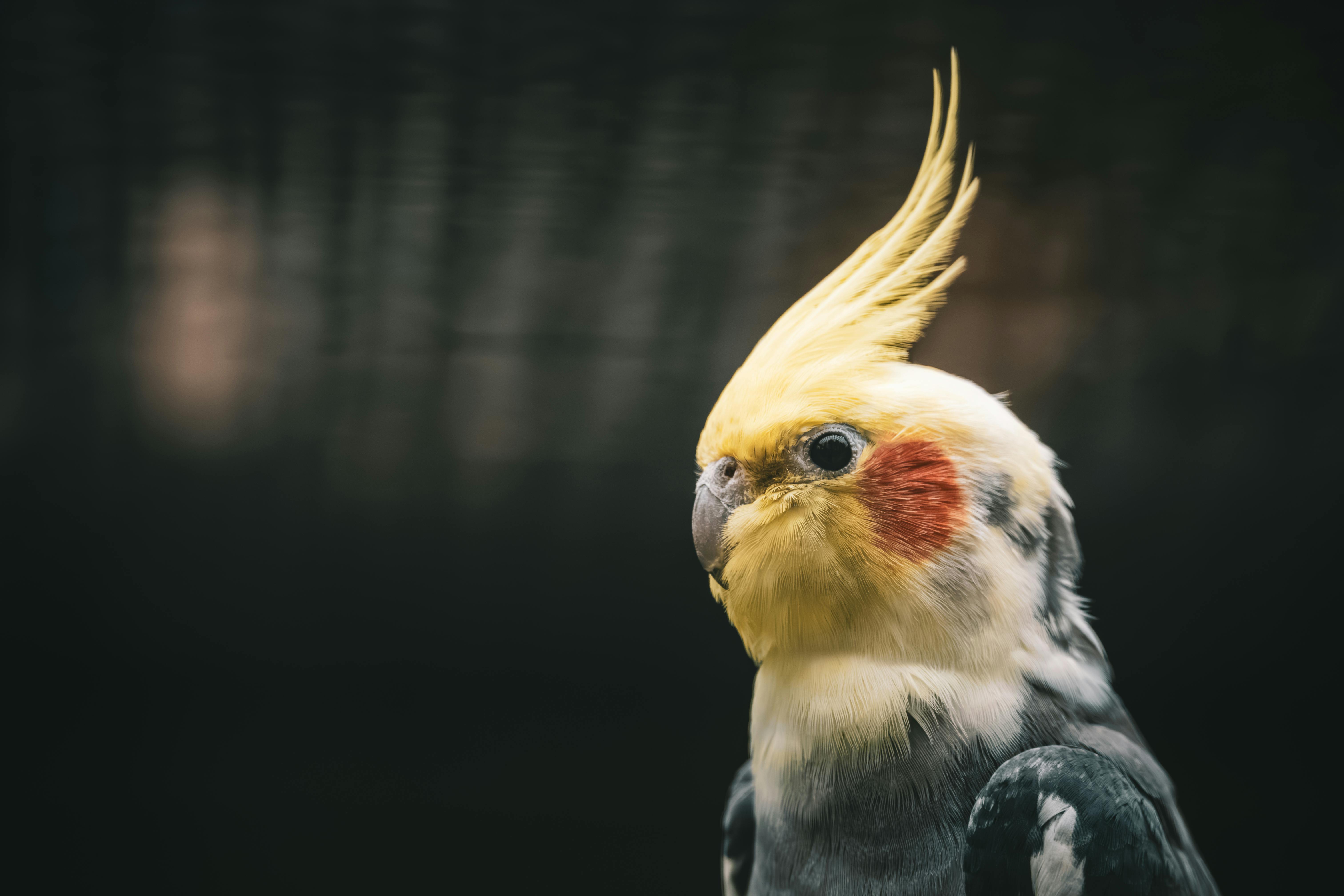 Langkah Demi Langkah: Implementasi "Parrot" di Termux